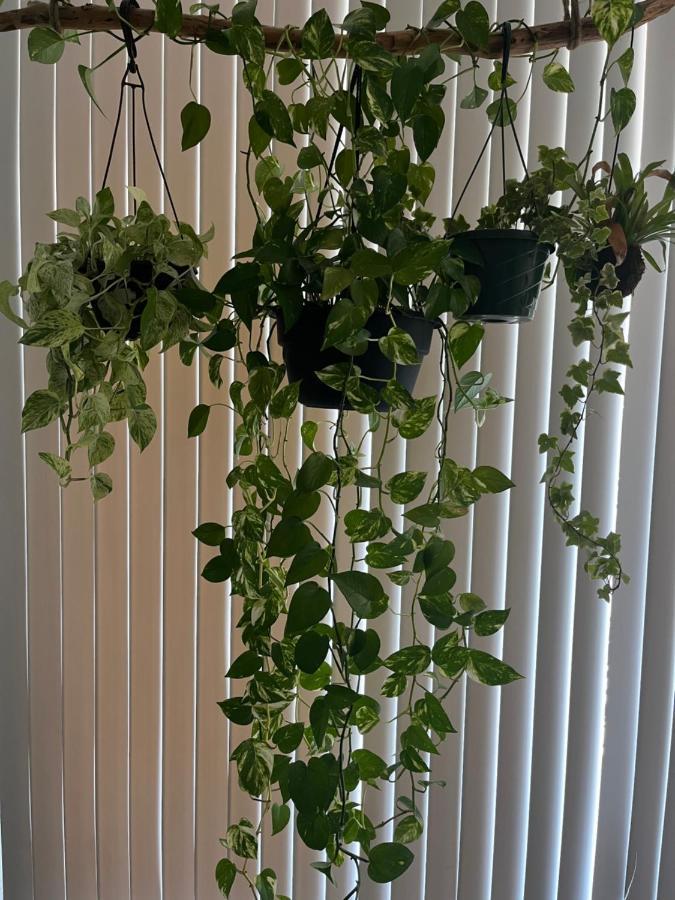 Next To Universal! 2Bedroom-2Bath-Many Indoor Plants Орландо Екстер'єр фото